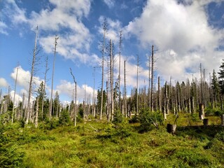 Deep forest in Europe with river and lake