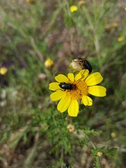 bee on yellow flower