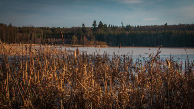 Small wetland in winter sun