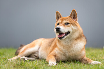 The Shiba Inu is sitting on a green lawn with a gray wall.
