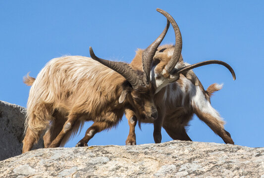 Capra selvatica, wild goat