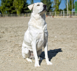 A dog standing waiting for instructions