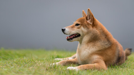 The Shiba Inu is sitting on a green lawn with a gray wall. Shiba Inu dog breed They are a small breed of Japanese dogs.