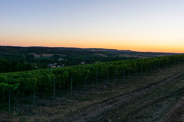 Row vine grape in champagne vineyards at montagne de reims
