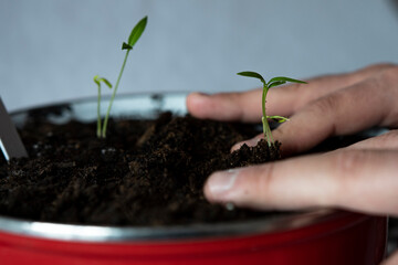 young plant in hands