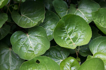 leaves background