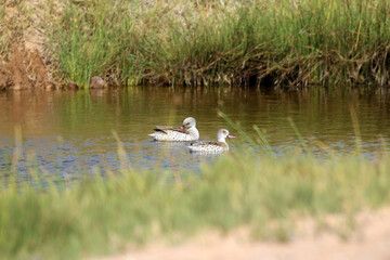 family of ducks during our visit to Skeleton Coast in Namibia 