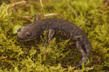 A rare view on a metamorphosed subadult of the critically endangered Achoque  , Ambystoma andersoni