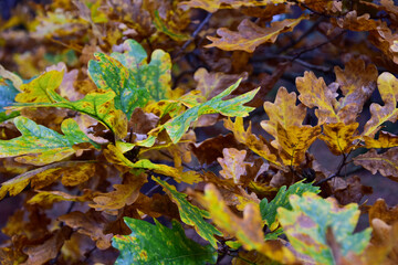 autumn leaves on the ground