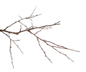 Fototapeta premium dry apricot tree branch. isolated on white