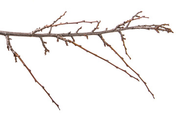dry apricot tree branch. isolated on white
