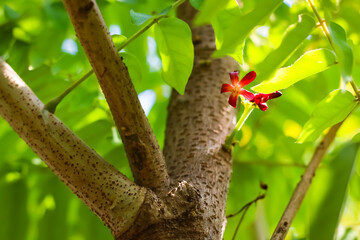 The flower of Averrhoa bilimbi, Bilimbi fruit, cucumber tree, or tree sorrel. The yellow-green tropical fruit with a extremely sour, thin shape, soft skin and juicy flesh.