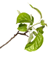 apple tree branch with green leaves on a white background