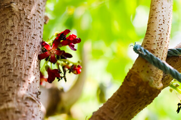 The flower of Averrhoa bilimbi, Bilimbi fruit, cucumber tree, or tree sorrel. The yellow-green tropical fruit with a extremely sour, thin shape, soft skin and juicy flesh.