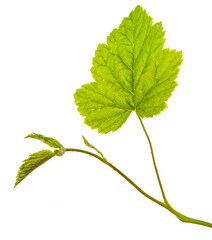 green sprout of raspberry bush on a white background