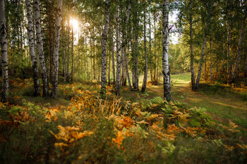 Beautiful birch forest in the rays of the dawn sun. Summer in Russia. Artistic blur.