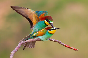 Two european bee-eaters, merops apiaster, copulating in mating season in spring nature. Concept of love between birds in wilderness. Exotic looking animals with colorful feathers reproducing.