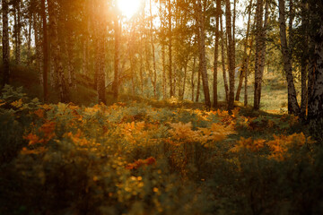 Beautiful birch forest in the rays of the dawn sun. Summer in Russia. Artistic blur.