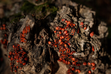 Firebug or fire bug - red bug with black dots on wood background. Red beetles or firebugs closeup. Group autumn fire red bugs. Firebug (Pyrrhocoris apterus