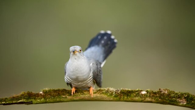Common cuckoo bird on the branch