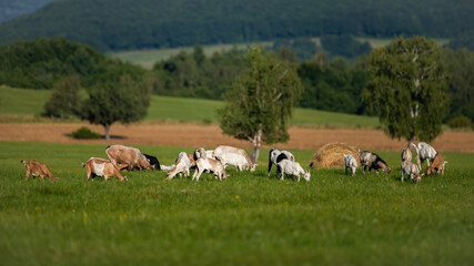 Obraz premium Domestic goats grazing on green meadow near bio farm in summer. Herd of brown and white mammal with horns on hay field illuminated by sun with trees in background.