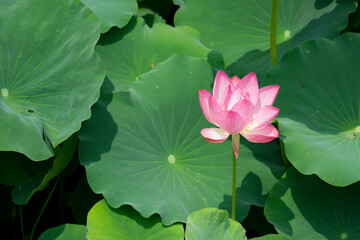 This is a picture taken with Sony a6000 camera.