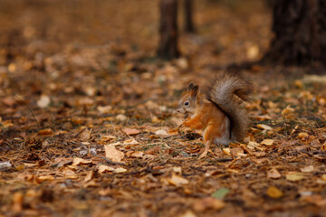 A squirrel sits in an autumn park and eats a nut. Sciurus. Rodent. Beautiful red squirrel in the park