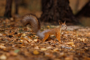 A squirrel sits in an autumn park and eats a nut. Sciurus. Rodent. Beautiful red squirrel in the park