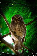 The spotted owl on branch!