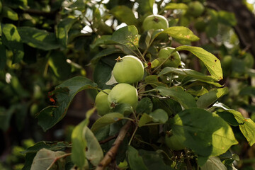 Ripe green apples close-up on a branch of apple tree. Fruit harvesting.