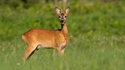 Roe deer, capreolus capreolus, buck with growing antlers licking on grass in summer. Young male mammal standing on meadow in sunlight. Roebuck looking on green field.