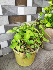 Money Plant in a pot