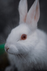white rabbit on a dark background