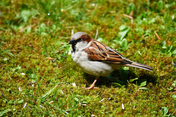 Haussperling bei der Futtersuche