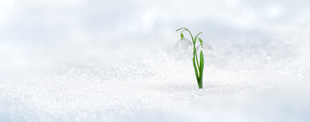 Spring twin snowdrop rising from fresh snow
- 415548778