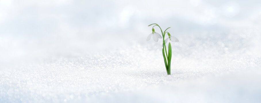 Spring twin snowdrop rising from fresh snow	

