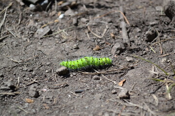 green caterpillar Saturnia pavonia crawling on the ground