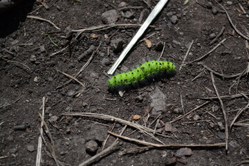 green caterpillar Saturnia pavonia crawling on the ground