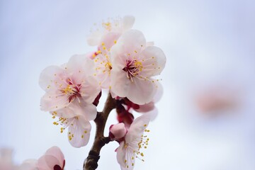 Macro details of Japanese White Plum blossom