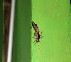 there is a pair of cockroaches that are breeding on the green wall of the house