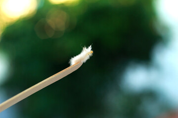 close up of a caterpillar