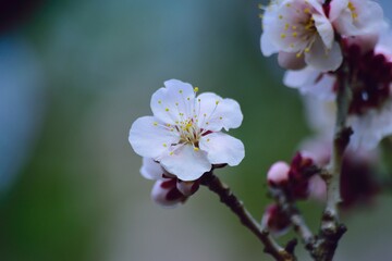 Macro details of Japanese White Plum blossom