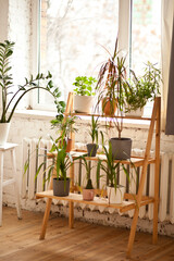 Green pot flowers near by window. Home gardening concept.