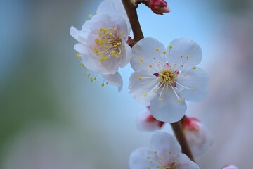 Macro details of Japanese White Plum blossom