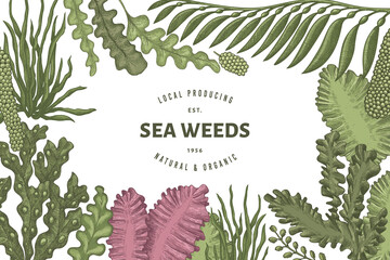 Seaweed design template. Hand drawn vector seaweeds illustration. Engraved style sea food banner. Retro sea plants background © lubovchipurko