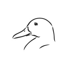 Hand drawn duck animal vector illustration. Sketch isolated on white background with pencil and label banner. duck, vector sketch on a white background