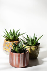 Close up of succulent plants  on white background