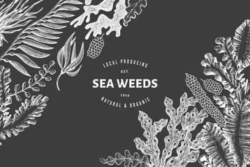 Seaweed design template. Hand drawn vector seaweeds illustration on chalk board. Retro style sea food banner. Vintage sea plants background