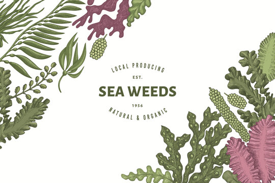 Seaweed design template. Hand drawn vector seaweeds illustration. Engraved style sea food banner. Retro sea plants background
