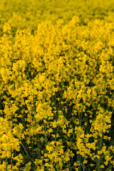 Yellow field of rapeseed in the sunset light